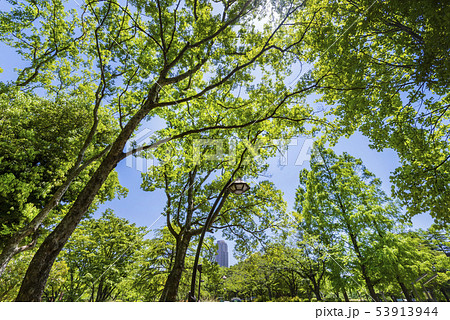 猿江恩賜公園の新緑 53913944