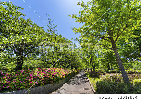 猿江恩賜公園の並木道 53913954