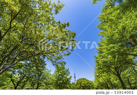 猿江恩賜公園の風景 53914003