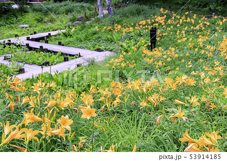 六甲高山植物園 六甲高山植物園 53914185