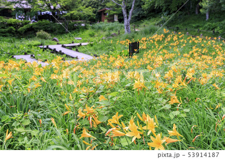 六甲高山植物園 六甲高山植物園 53914187
