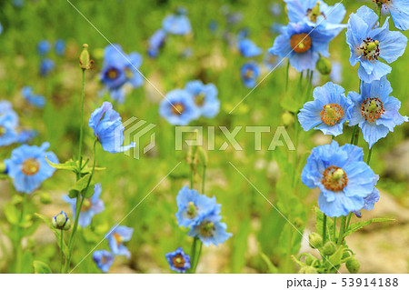 六甲高山植物園 53914188