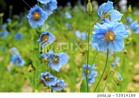 六甲高山植物園 53914189