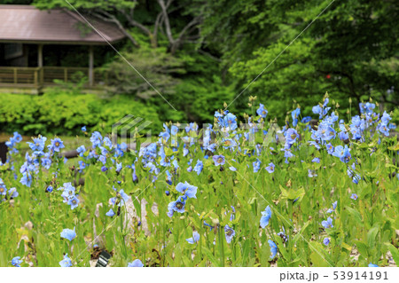 六甲高山植物園 53914191