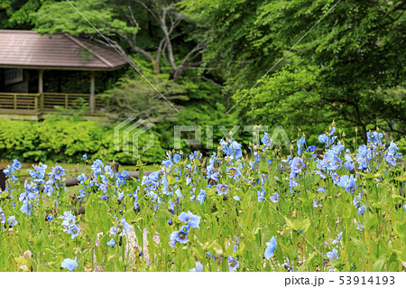 六甲高山植物園 53914193