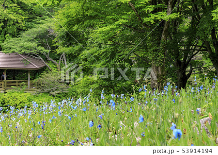 六甲高山植物園 53914194