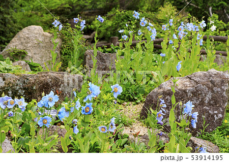六甲高山植物園 53914195