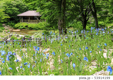 六甲高山植物園 53914199