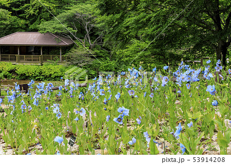 六甲高山植物園 53914208