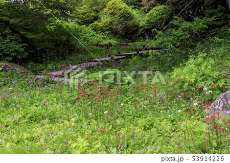 六甲高山植物園 53914226