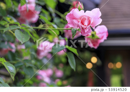 六甲オルゴールミュージアム 六甲オルゴールミュージアム 53914520