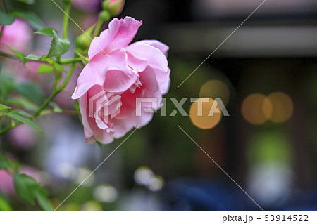 六甲オルゴールミュージアム 六甲オルゴールミュージアム 53914522