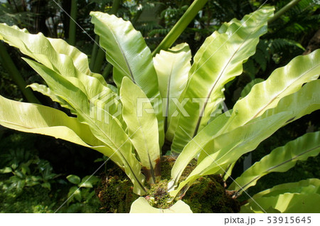 オオタニワタリ 53915645