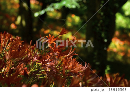 三毳山の林下に花咲くキツネノカミソリ群落 三毳山の林下に花咲くキツネノカミソリ群落 53916563