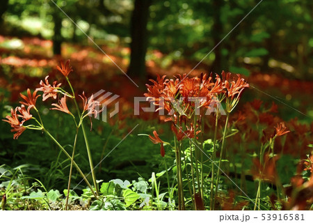 三毳山の林下に花咲くキツネノカミソリ群落 三毳山の林下に花咲くキツネノカミソリ群落 53916581