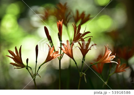 三毳山の林下に花咲くキツネノカミソリ群落 三毳山の林下に花咲くキツネノカミソリ群落 53916586