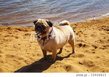 Dog pug is standing on the sand. Dog pug is standing on the sand. 53916815