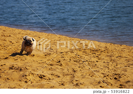 Dog pug is running on the sand. 53916822