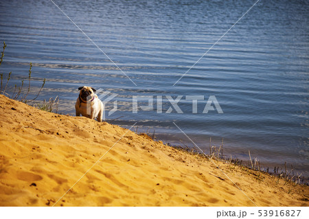 Dog pug is standing on the sand near the lake. Dog pug is standing on the sand near the lake. 53916827
