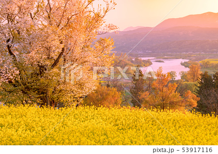 入り日 西の空に沈もうとする太陽 に照る菜の花畑 長野県飯山市菜の花公園の写真素材