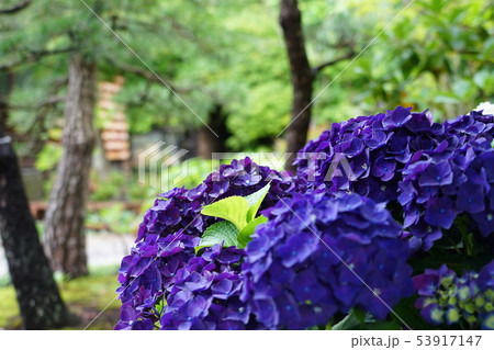 藍色の紫陽花 藍色の紫陽花 53917147
