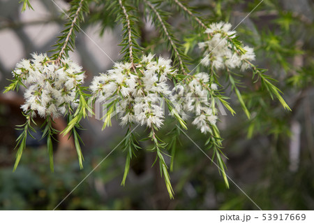ティーツリーの白い花の写真素材