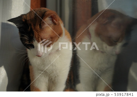 猫 53917841