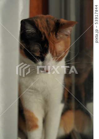 三毛猫 三毛猫 53917844