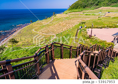 （石川県）田植の済んだ、白米千枚田 53917953