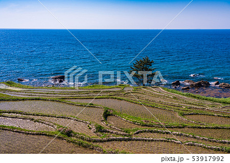 （石川県）田植の済んだ、白米千枚田 53917992