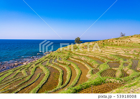 （石川県）田植の済んだ、白米千枚田 53918008