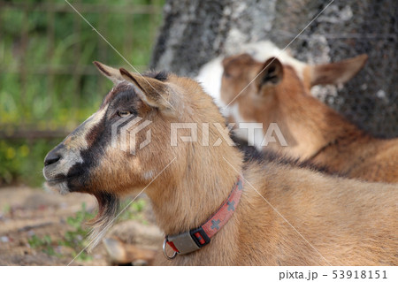 トカラヤギ トカラヤギ 53918151