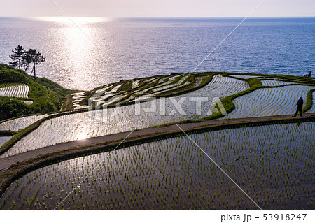 （石川県）田植の済んだ、白米千枚田・夕陽 53918247