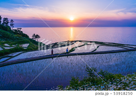 （石川県）田植の済んだ、白米千枚田・夕陽 53918250