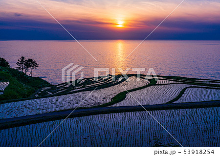 （石川県）田植の済んだ、白米千枚田・夕陽 53918254