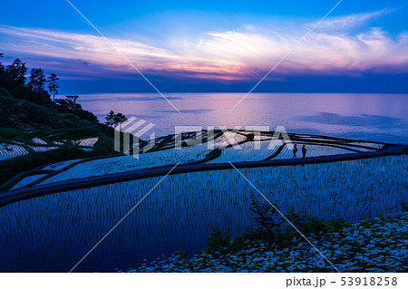 （石川県）田植の済んだ、白米千枚田・夕陽 53918258