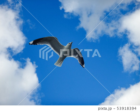 ノルウェーフィヨルドのカモメのジョナサン ノルウェーフィヨルドのカモメのジョナサン 53918394