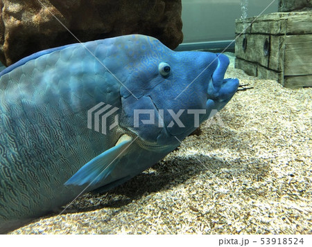 ネフレル　メガネモチノウオ　海水魚 53918524