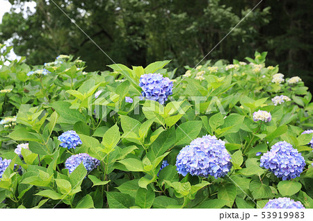 水戸八幡神社の紫陽花　茨城県水戸市 53919983