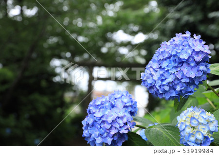 水戸八幡神社の紫陽花　茨城県水戸市 53919984