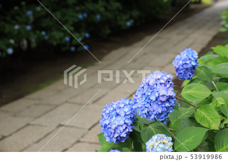 水戸八幡神社の紫陽花　茨城県水戸市 53919986