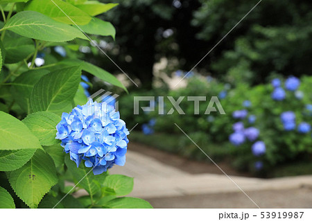 水戸八幡神社の紫陽花　茨城県水戸市 53919987
