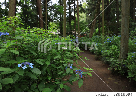 水戸八幡神社の紫陽花 茨城県水戸市 水戸八幡神社の紫陽花 茨城県水戸市 53919994