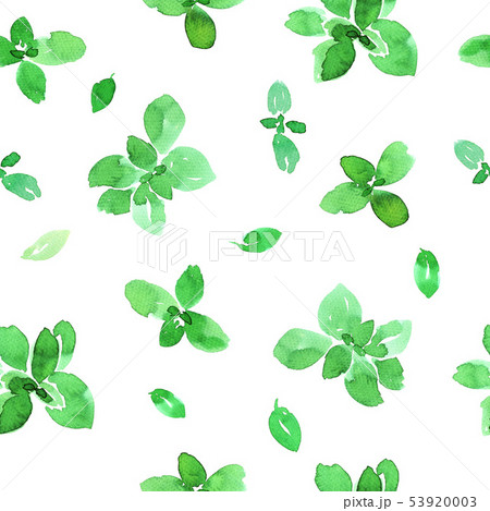 Watercolor basil pattern 53920003