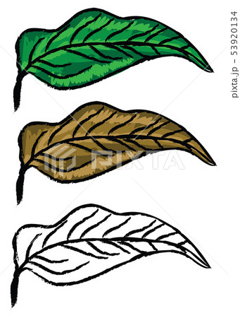 Hand drawn leaves 53920134