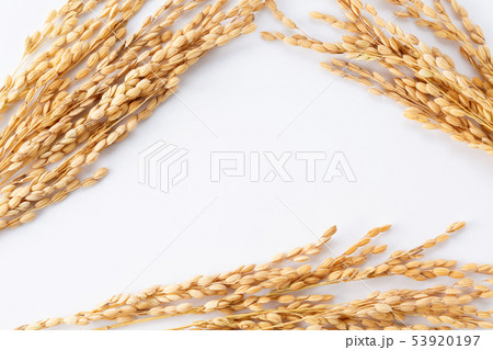 稲穂 53920197