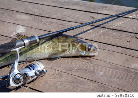 Freshwater zander and fishing equipment lies on 53920310