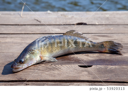 Freshwater zander on wooden background.. 53920313