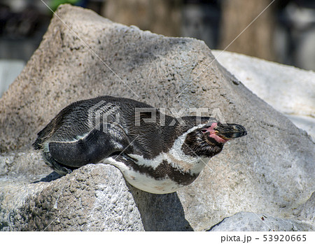 ペンギン 53920665