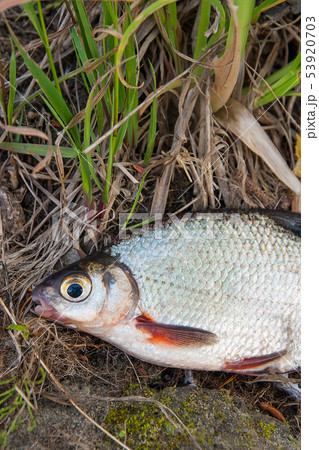 Close up view of the signle white bream or silver Close up view of the signle white bream or silver 53920703